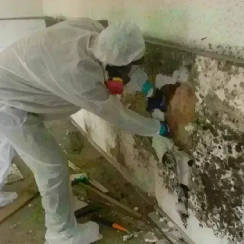 Mold Remediation and Removal in Swift County, MN